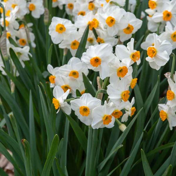 Bulbes à fleurs à planter à l'automne - Narcisse Tazetta Geranium (x5) - face recto